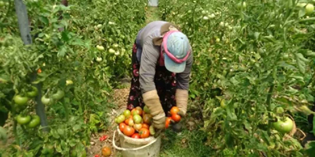 Yağışlar verimi etkiledi, hasat başladı! Kilosu 60 TL’den satılıyor 4